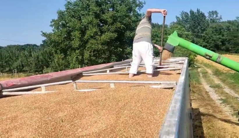 Na području Brčko distrikta BiH prinos pšenice jako loš, kukuruz dobo napreduje