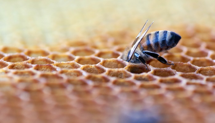 Klarić: Zakonom o zaštiti pčela nećemo zaštititi samo pčele i pčelare, već i okoliš u cijelosti