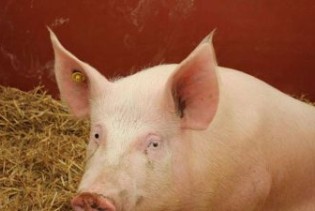 U BiH virus afričke svinjske kuge potvrđen na 560 imanja