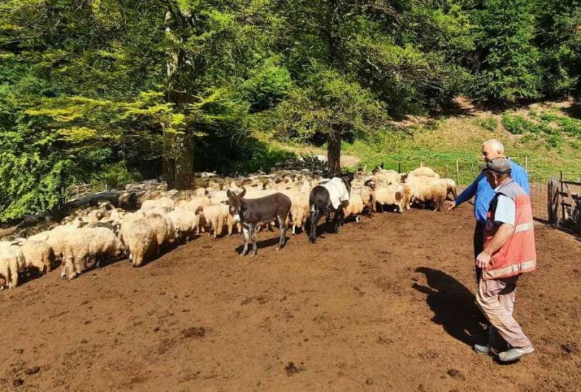 Marić posjetio 'zaboravljene' ovčare u Pojskama kod Zenice