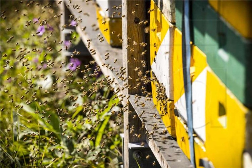 Pčelari FBiH nisu zadovoljni prinosom meda u ovoj godini
