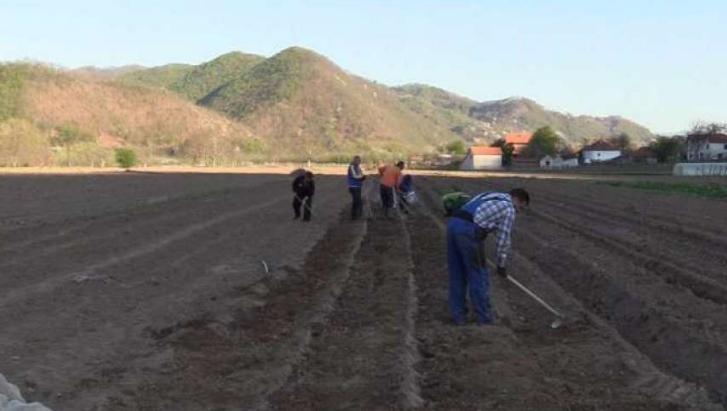 U FBiH zasijano 3,3 posto manje površina u odnosu na sjetvu u sezoni 2021/2022