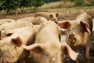 Srbija zaustavila širenje afričke svinjska kuge