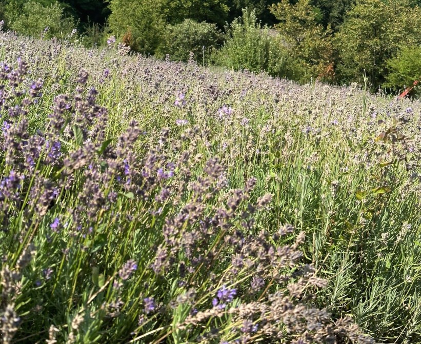 Herbal Spa investicijom u zasade lavande ušla u oblast proizvodnje ljekovitog bilja