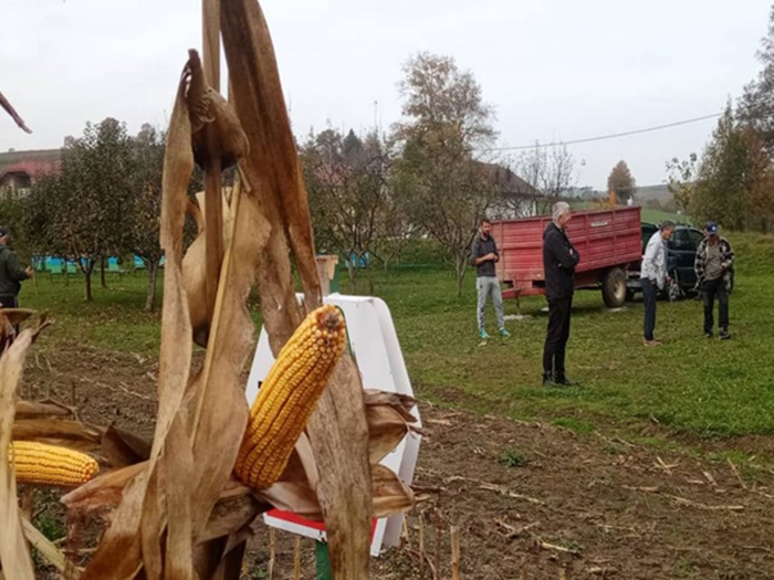 USK: Farmeri zadovoljni urodom kukuruza