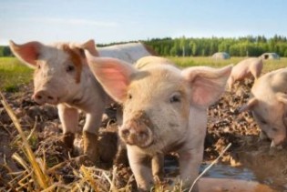 Vlada Distrikta osigurala oko milion KM za štetu uzrokovanu afričkom svinjskom kugom