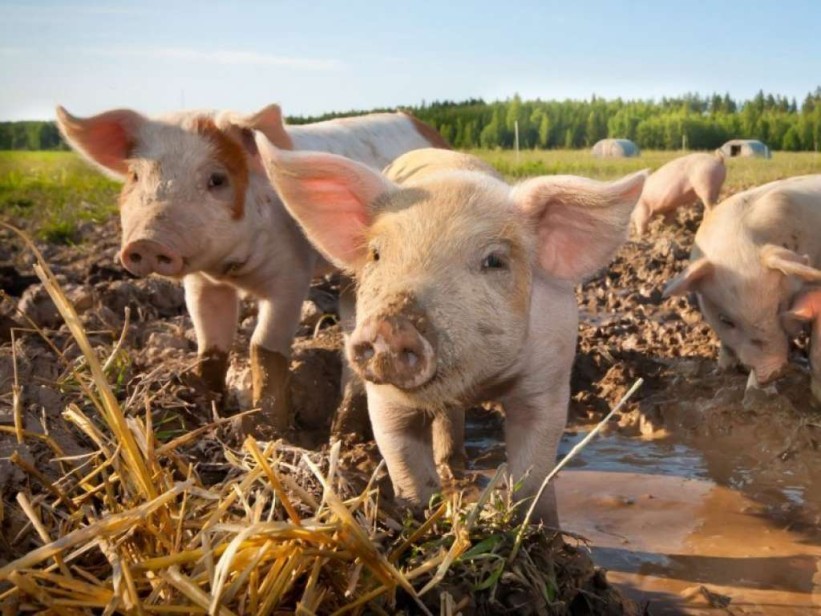 Vlada Distrikta osigurala oko milion KM za štetu uzrokovanu afričkom svinjskom kugom