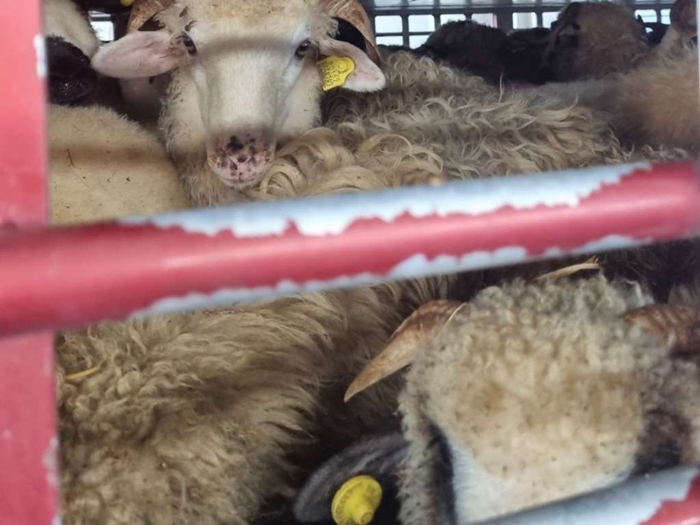UIO oduzela 220 jagnjadi, uvoznik iz Posušja carini prijavio ovce