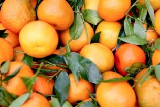 Nema informacija o mandarinama sa pesticidima na tržištu BiH