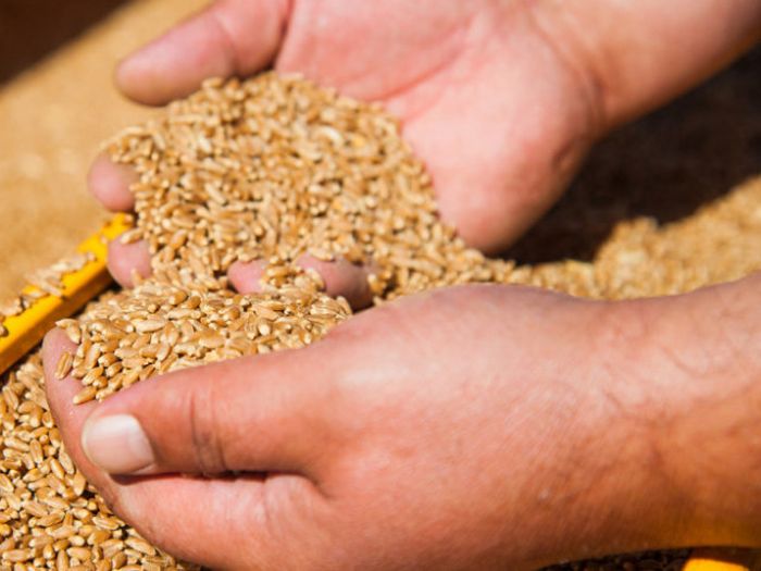 Na bh. tržište stiže jeftina ukrajinska pšenica, domaći ratari velikom u problemu