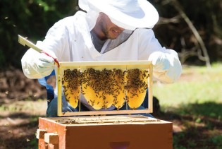 Proječna godina za pčelare