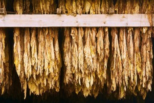Crno tržište uništava proizvodnju duhana u BiH