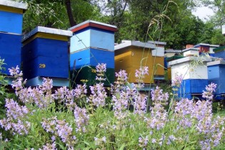 U Beogradu se osniva prvi Evropski pčelarski savez