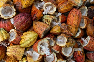 Od početka 2023. cijena sjemena kakaovca skočila nevjerojatnih 125 posto