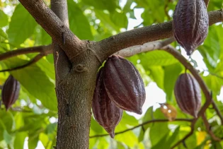 Kakao doseže rekordne cijene: Kriza u snabdijevanju potresa tržište