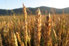 Kina iskoristila priliku i kupila ogromne količine pšenice