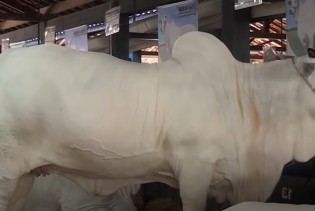 Video: Prodata najskuplja krava na svijetu