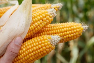 RS: Procijenjeni prihodi i troškovi proizvodnje kukuruza iznose 582 miliona KM