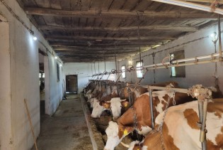 BiH u prošloj godini uvezla mlijeka u vrijednosti od 231 milion maraka, domaća proizvodnja sve manja