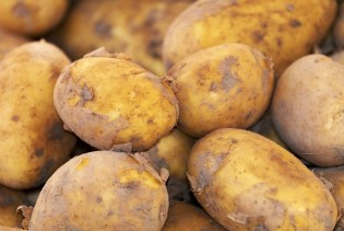 Na GP Izačić zabranjen uvoz 25 tona merkantilnog krompira