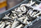 Izvoz ribe iz BiH smanjen za 4%, dok je uvoz opao za 6,8%