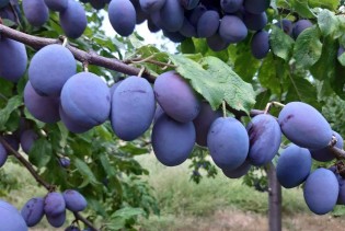 Hrvatska: Značajan pad proizvodnje voća u 2023. godini