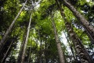 Porast proizvodnje i prodaje šumskih sortimenata u FBiH u prvom tromjesečju