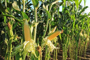 Trenutni povoljni vremenski uslovi pogoduju rastu jarih žitarica, uljarica i kukuruza