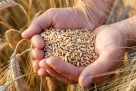 EU pooštrava mjere protiv ruskog i bjeloruskog izvoza žitarica
