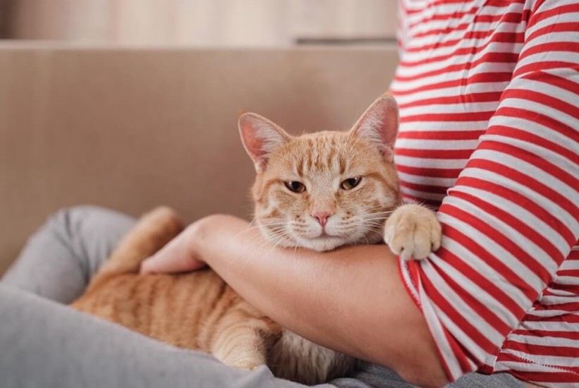 Zanimljiv posao: Skoro 100.000 Amerikanaca traži dadilje za mačke