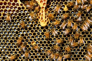 Pčelari u Brčko distriktu nezadovoljni prinosima meda