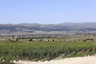 'Planinski' vinogradi u visokim padinama Duvanjskog polja mijenjaju standarde u vinarstvu