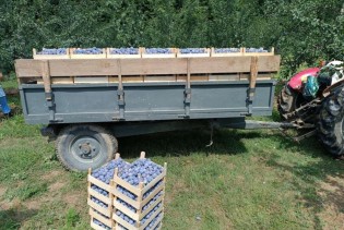 Proizvođači šljive na području Brčko distrikta zadovoljni ovogodišnjim rodom