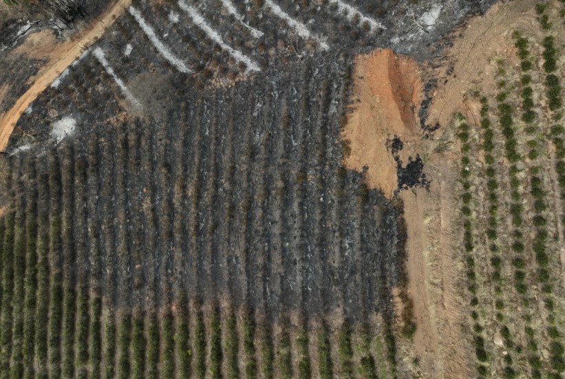 Dugotrajna suša pogađa usjeve kafe u Brazilu i povećava svjetske cijene