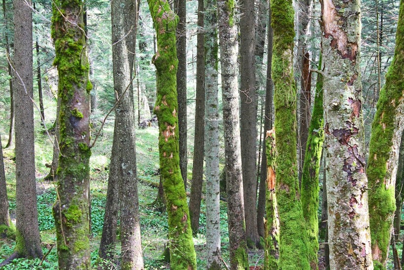 U FBiH nastavljen pad proizvodnje i prodaje šumskih sortimenata
