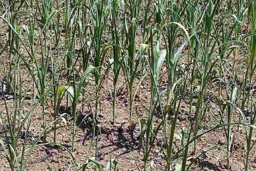 Poljoprivrednici upozoravaju na gubitke u prinosima kukuruza i poskupljenje stočne hrane