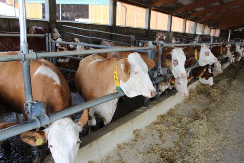 Na Sajmu šljive u Gradačcu izložba mliječnih pasmina