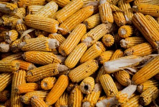 Prijedor: Isplata 205.000 KM podsticaja za sjemenski kukuruz