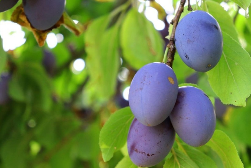 Sezona šljive u Gradačcu: Najlošiji prinosi u posljednjih 15 godina