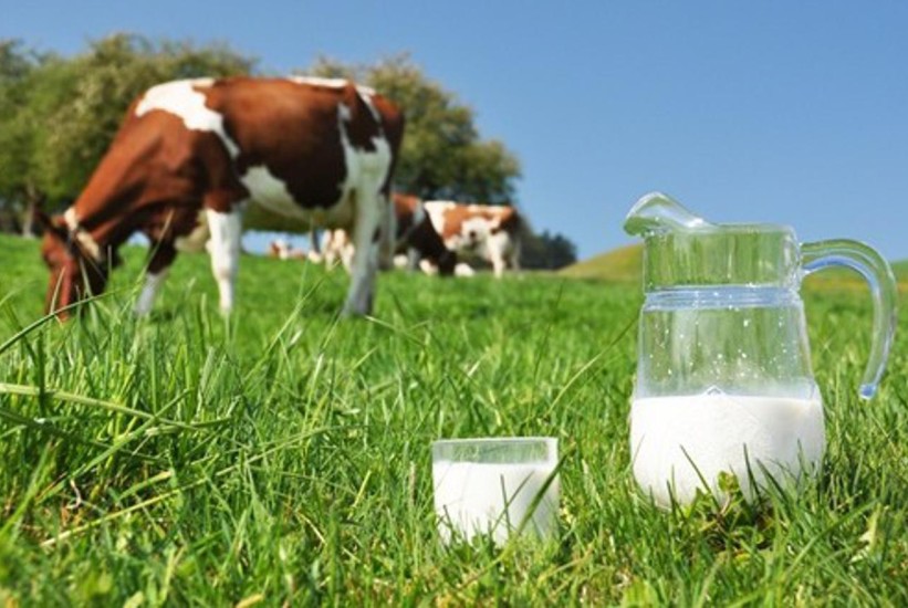 Skok otkupa kravljeg mlijeka u BiH