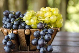 Počela berba grožđa u Hercegovini, vinogradari očekuju vrhunska vina