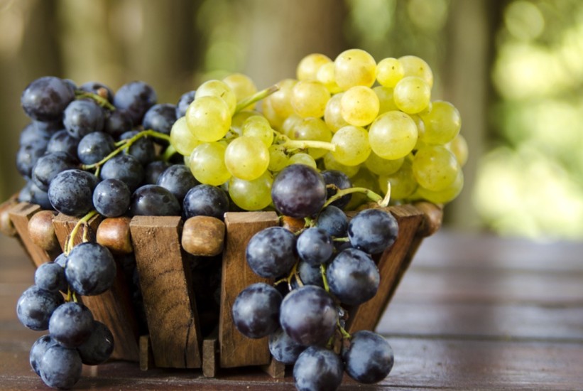 Počela berba grožđa u Hercegovini, vinogradari očekuju vrhunska vina