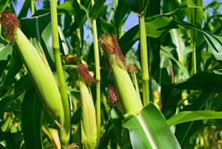 Visoke temperature ugrozile stočarstvo u Usori: Manji prinosi, skuplja proizvodnja