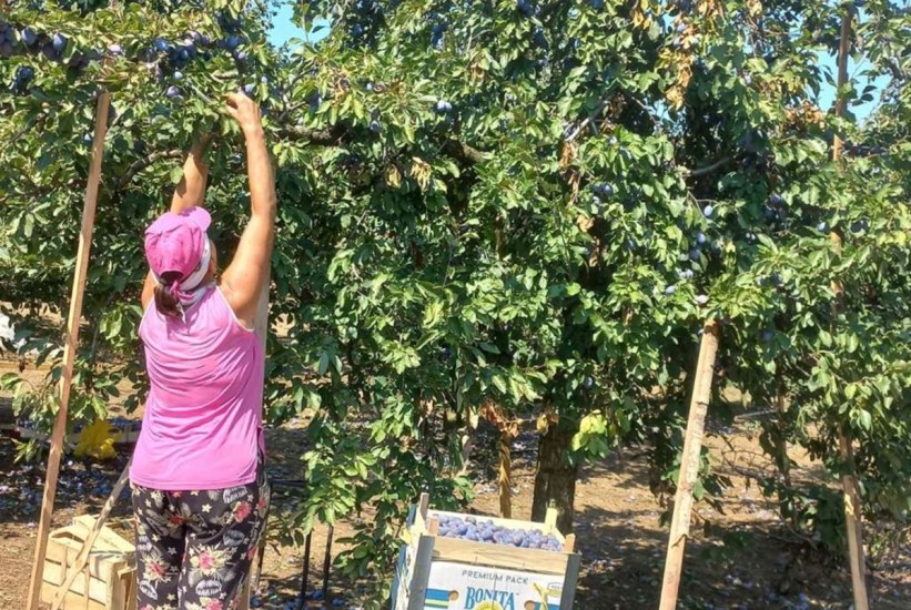 Gradačački voćari suočeni sa smanjenim prinosima, katastrofalan rod šljive