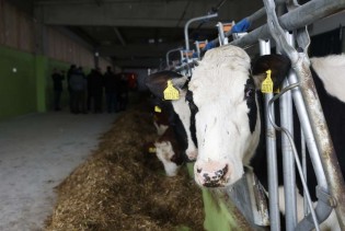 U Brčko distriktu BiH trenutno nema opasnosti od antraksa