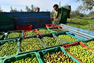 Uskoro kreće berba maslina, očekuje se prosječan urod