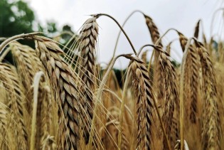 Poljoprivrednici iz TK sve manje siju pšenicu: Otkupna cijena manja od pola marke