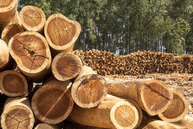 Prodaja šumskih sortimenata u FBiH porasla za 12,9 posto