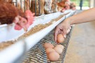 Njemačke farme ne mogu zadovoljiti rekordnu potražnju za jajima