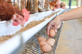 Njemačke farme ne mogu zadovoljiti rekordnu potražnju za jajima